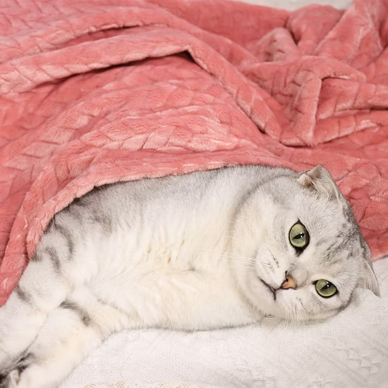 Coperta per animali domestici di diverse dimensioni in peluche calda e premium per cani e gatti